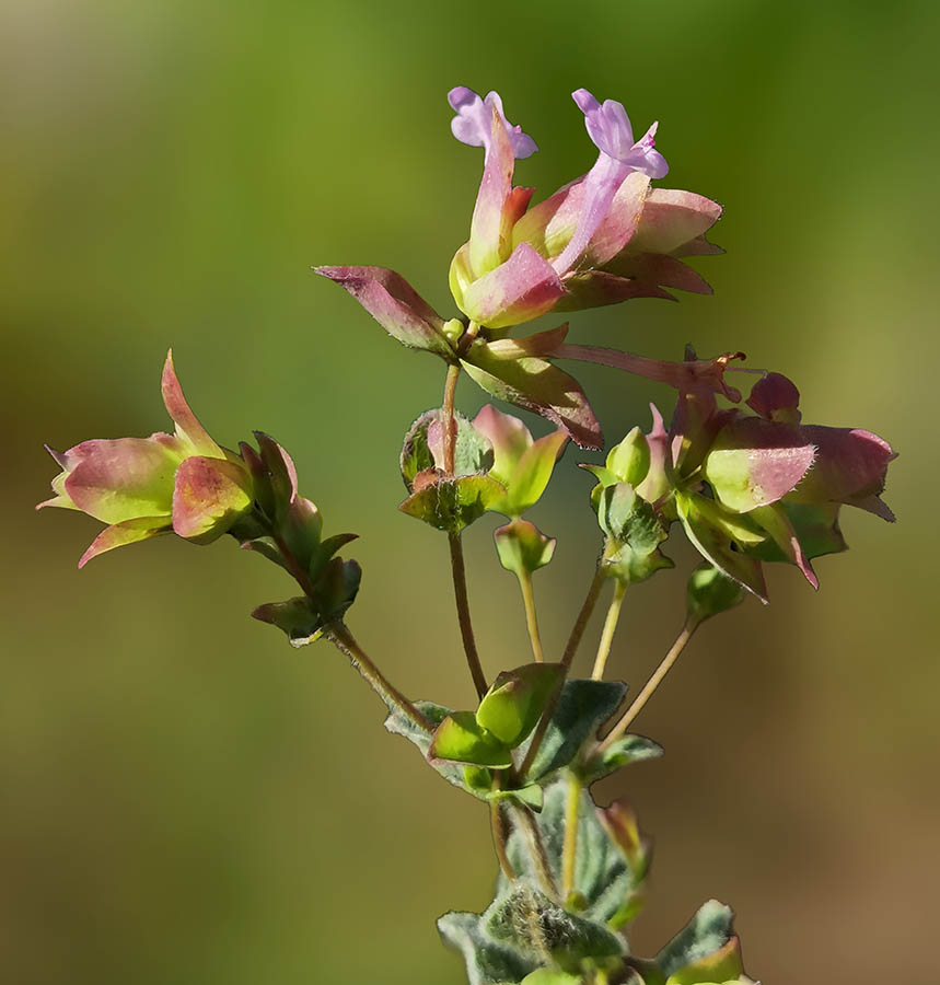 Origanum 'Buckland'
